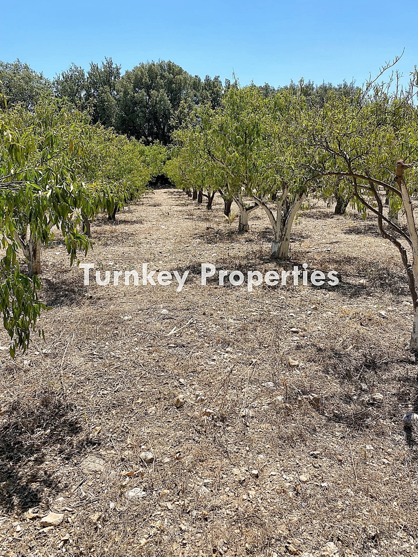 Turnkey Property Bodrum
