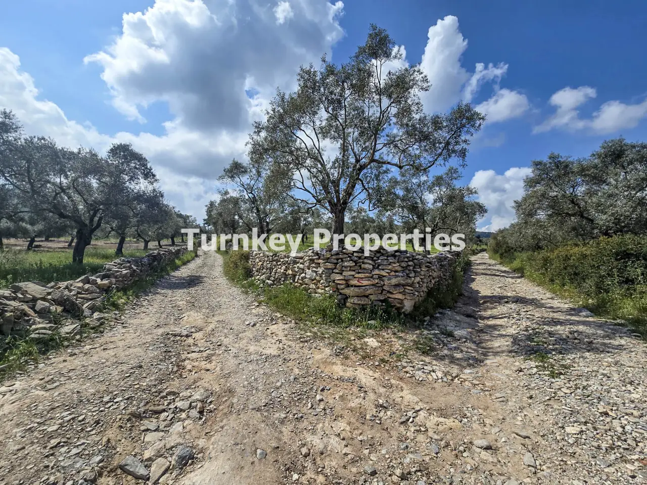 Oliveraie à vendre à Kiyikislacik, Milas avec 3 888 m² de terrain — 4