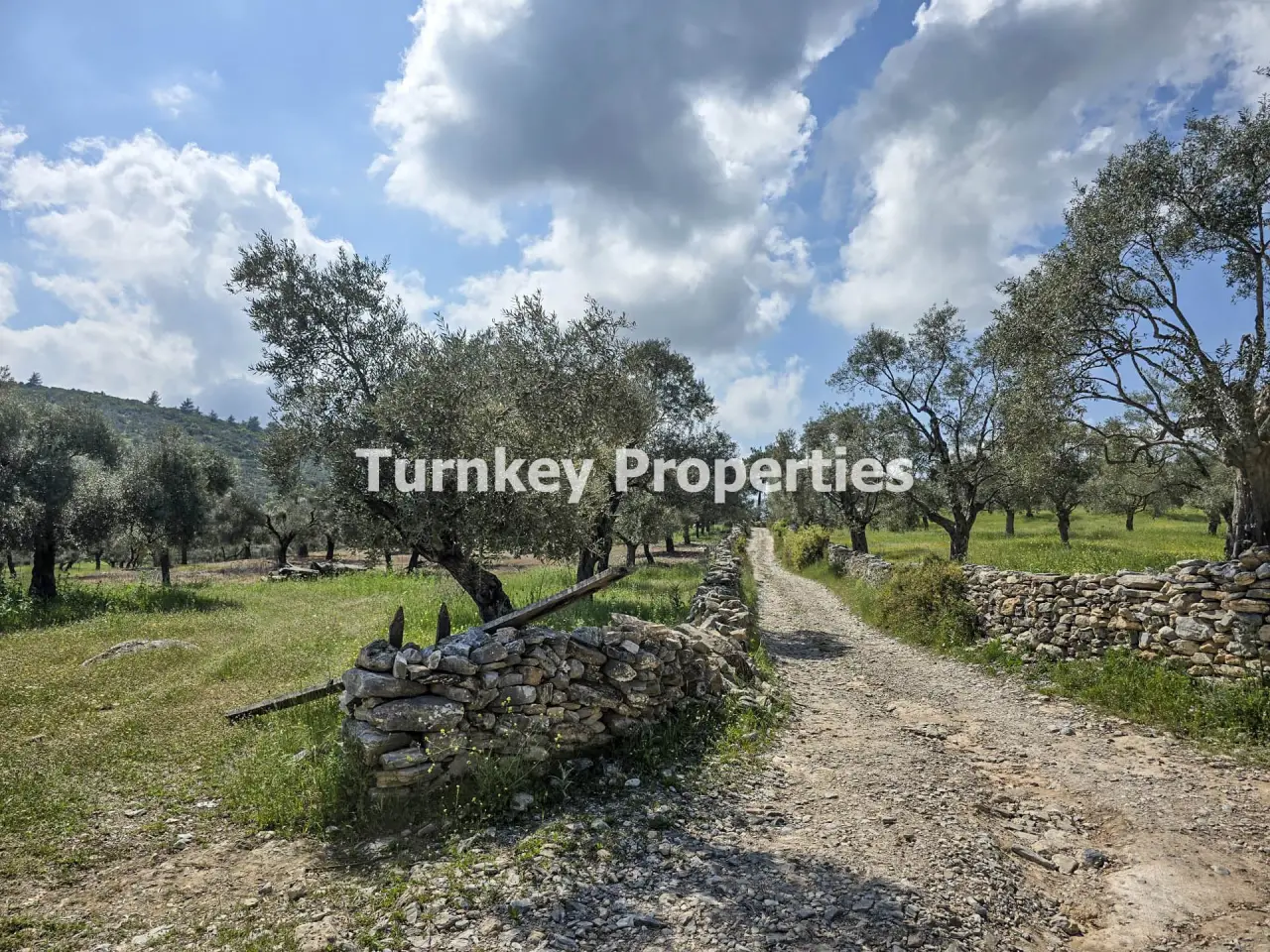 Oliveraie à vendre à Kiyikislacik, Milas avec 3 888 m² de terrain — 5