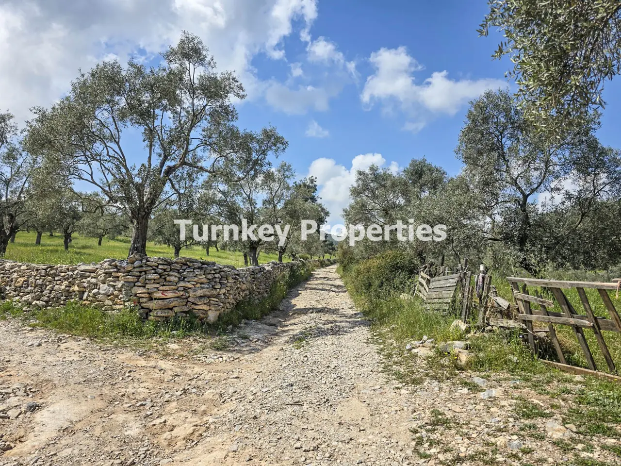 Oliveraie à vendre à Kiyikislacik, Milas avec 3 888 m² de terrain — 2
