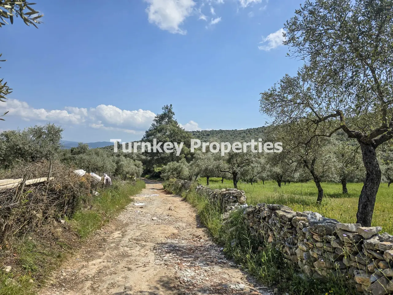 Oliveraie à vendre à Kiyikislacik, Milas avec 3 888 m² de terrain — 3